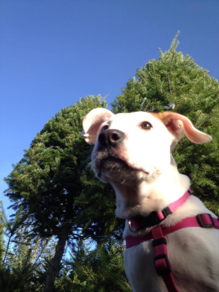 Boo picking out a christmas tree