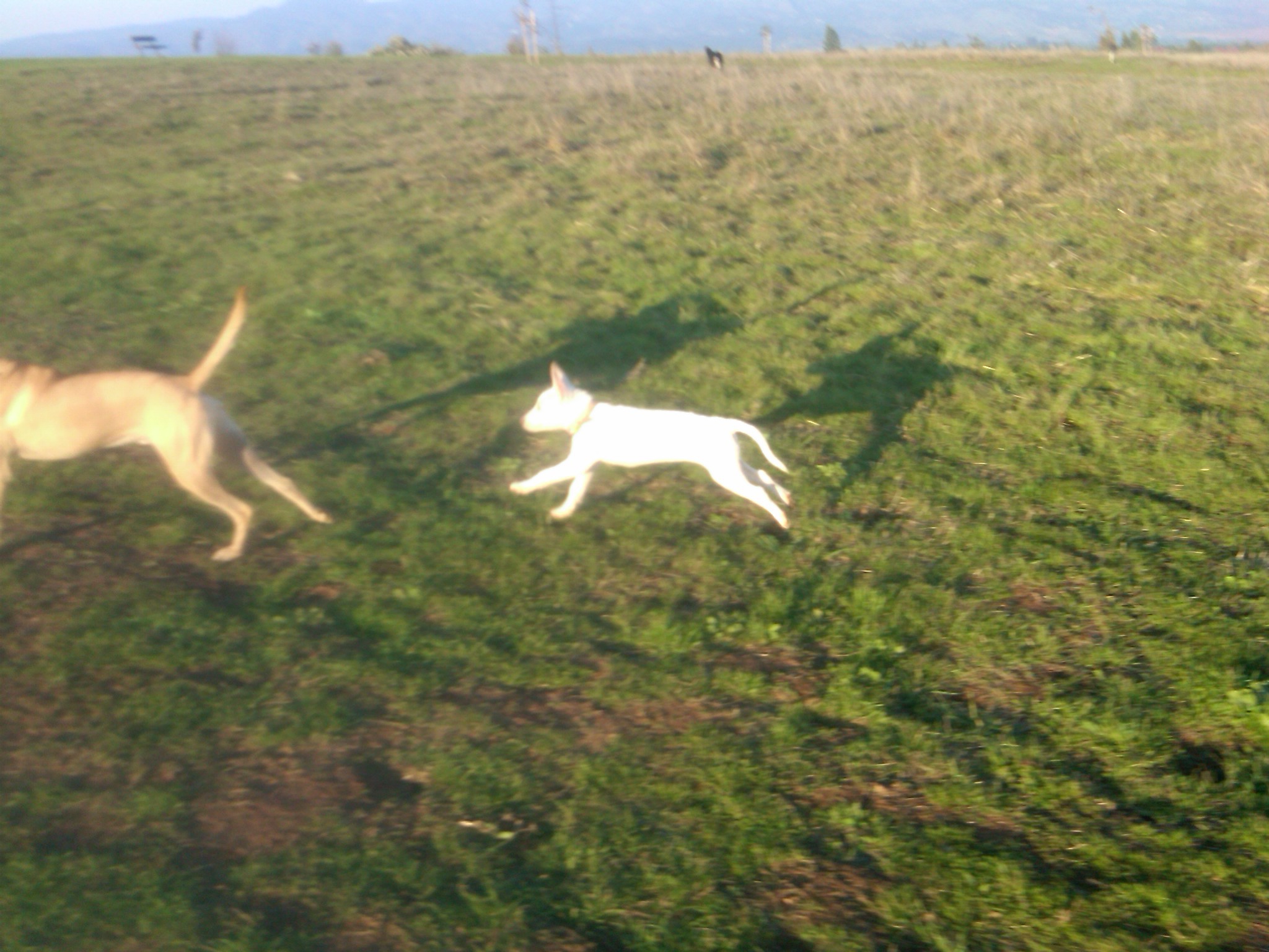 little dog chasing bobo