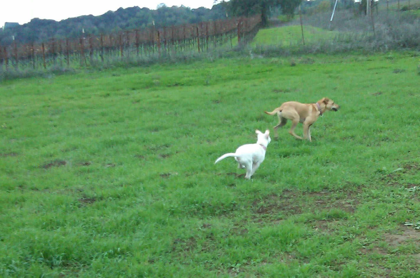 little dog in vineyard