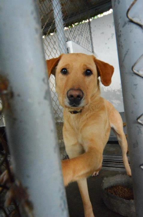 dolly at the shelter