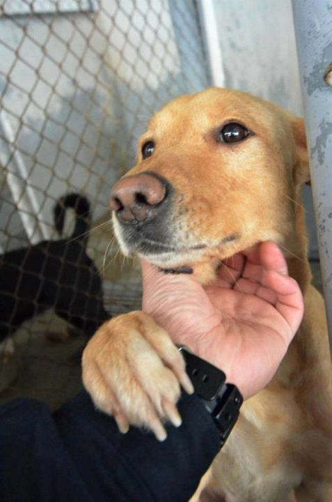 dolly at the shelter