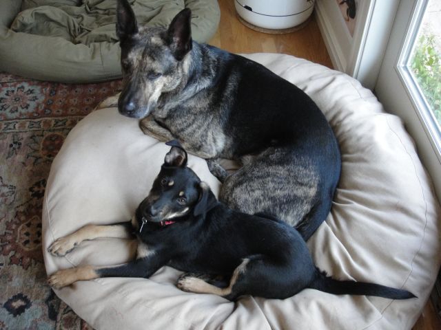 KanDee and Tanner on bed together