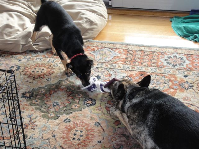 Kandee and Tanner playing tug of war