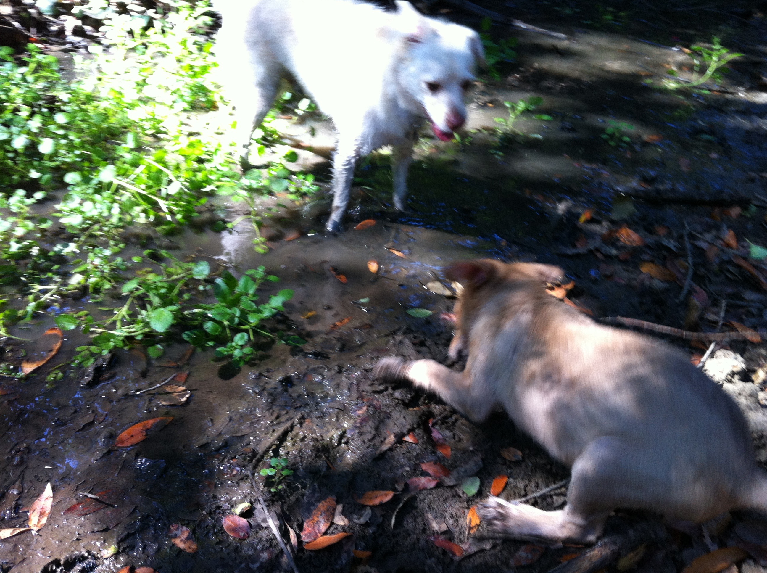 Ritz and Jade playing in the creek