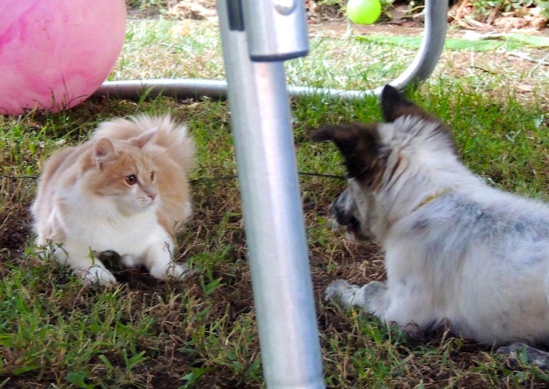 whiskers+zeke playing