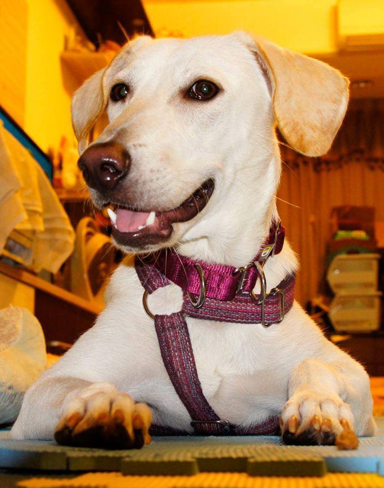 bonnie