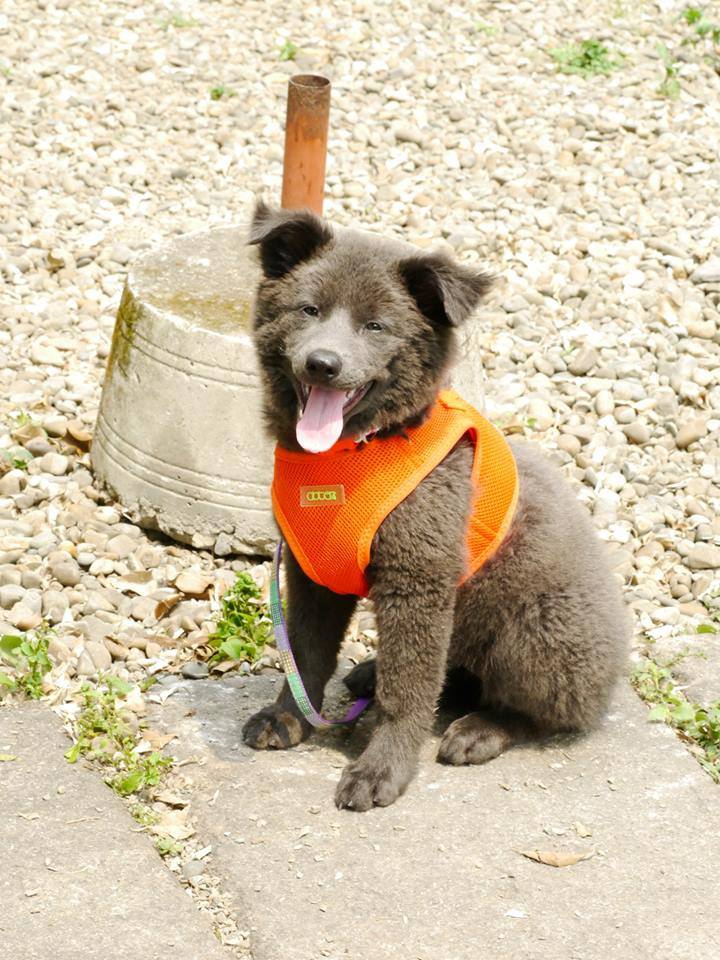 11079128_878791988852478_1516111694_n