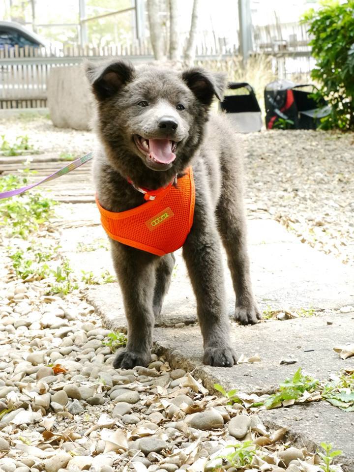 11079852_878792085519135_2042754480_n