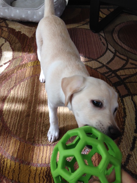 Bailey loves to tug-a-war