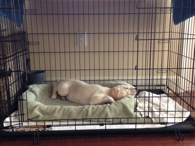 Napping in the crate