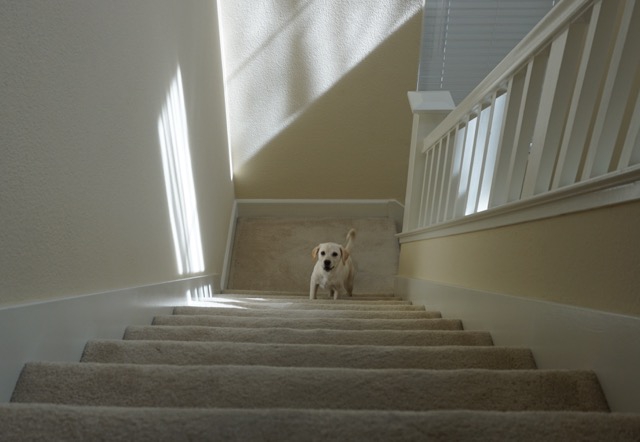 Running up the stairs after a walk