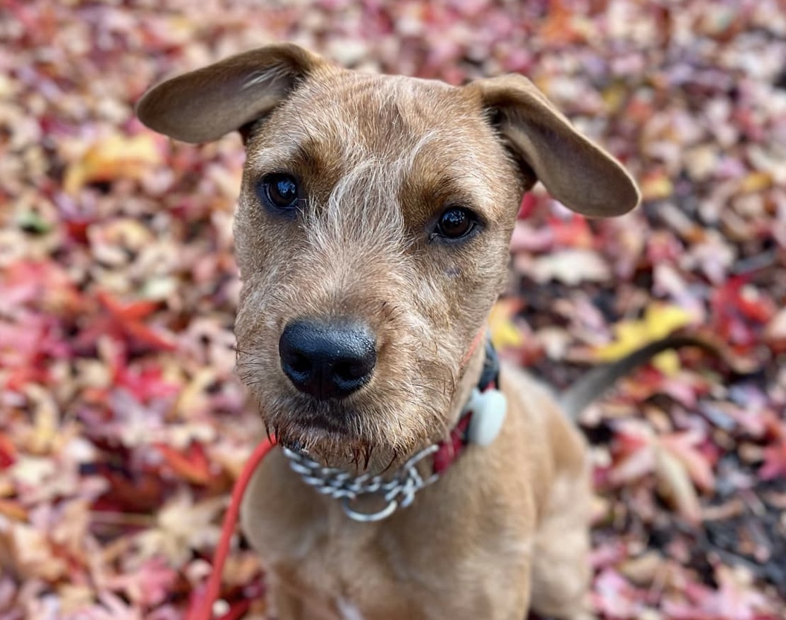Archie - Love second chances